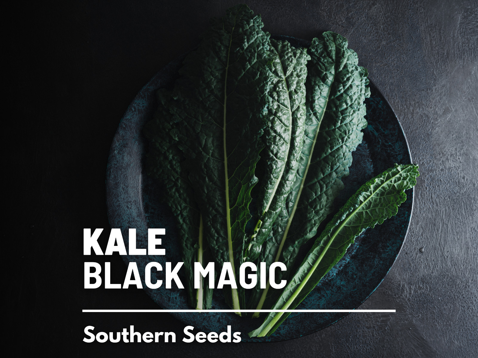Kale, Black Magic – 100 Seeds – Sow Spring/Summer – NonGMO (Brassica oleracea)