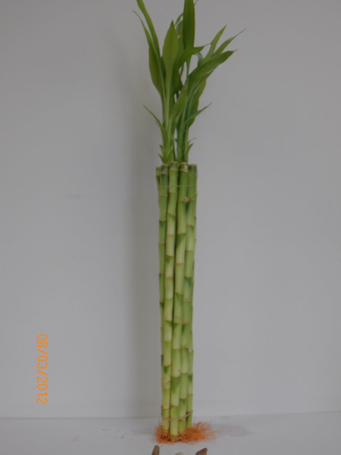10 Stalk of 18″ Straight Lucky Bamboo