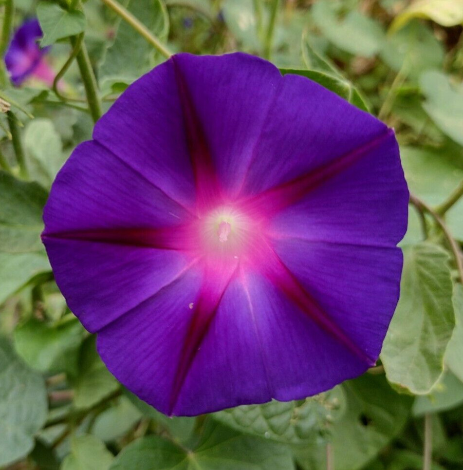 100+ Morning Glory Seeds Mystery Mix | Purple/Blue/Orange/Red/Pink/White/Striped