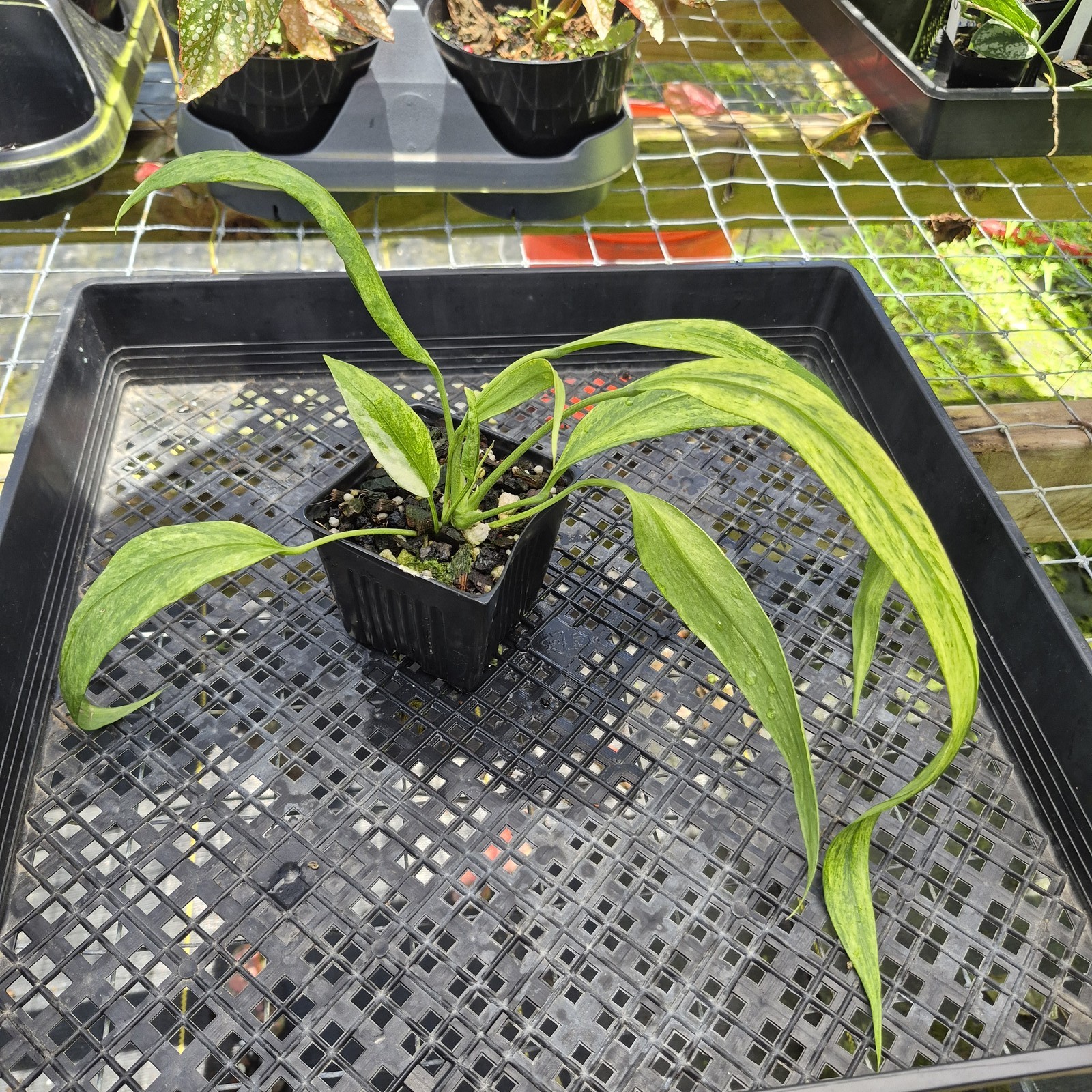 Anthurium Vittarifolium , Exact Plant Variegated Ships Nationwide
