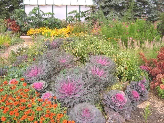 50 MIXED ORNAMENTAL CABBAGE Flowering Brassica Oleracea Seeds *Comb S/H
