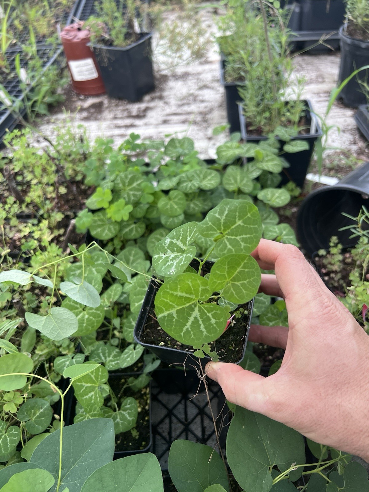 Aristolochia Fimbriata PLANT Live