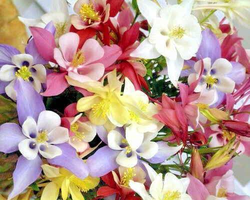 COLUMBINE MIX, 202+ SEEDS, ALL KINDS AND COLORS, AQUILEGIA, easy to grow, USA