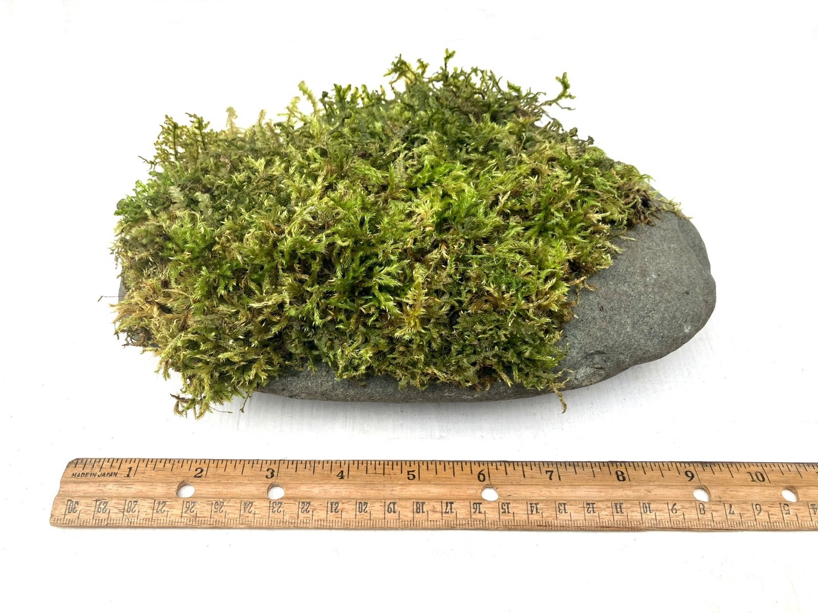 7 lb Living Moss Covered River Rock Terrarium Vivarium Fairy garden Aquascapes