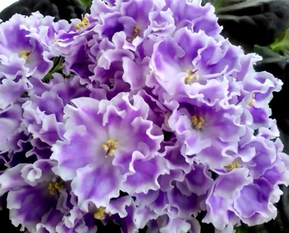 African Violet Plant RS Kholodnaya Siren’/ Cold Lilac Starter