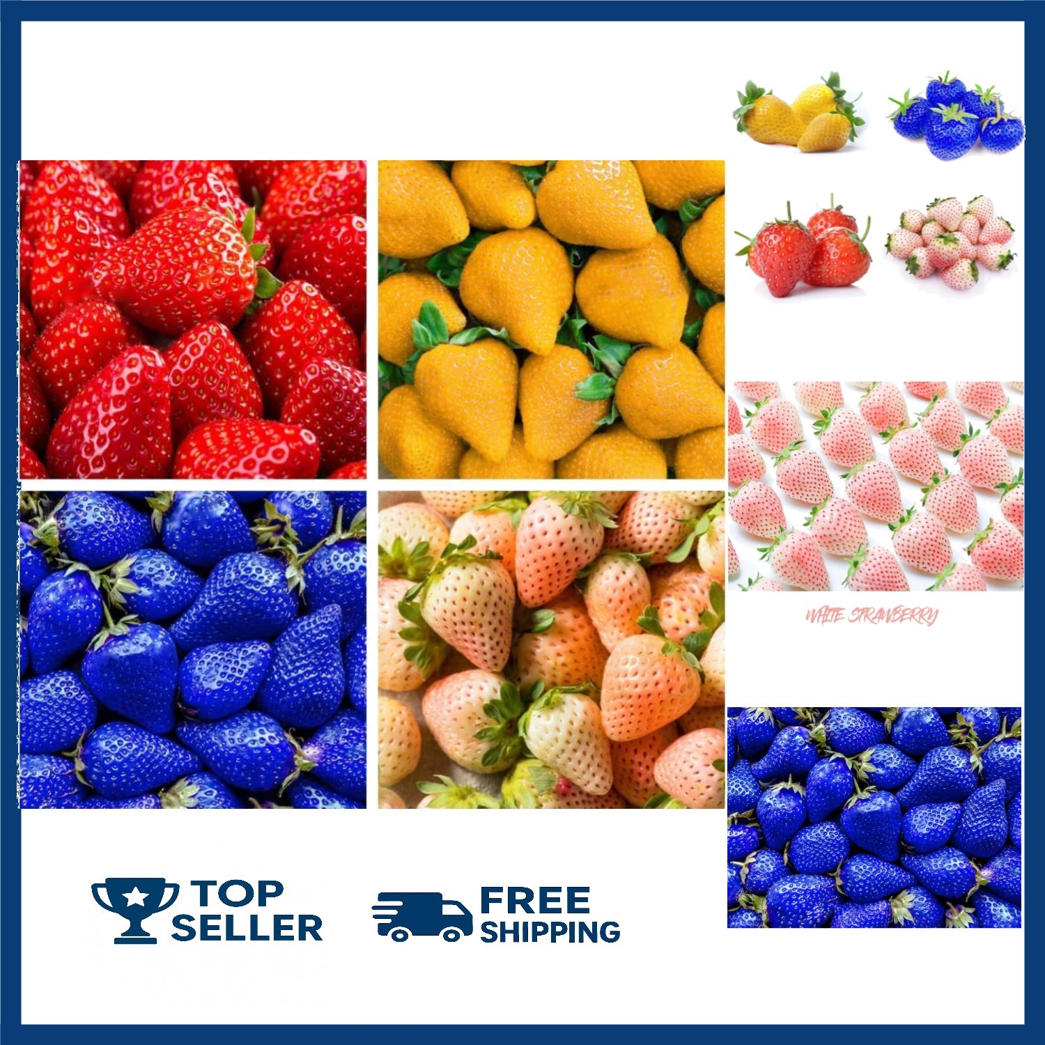 800 Mixed Strawberry Seeds – 4 Colors – Non-GMO Heirloom Perennial Seeds for Pla