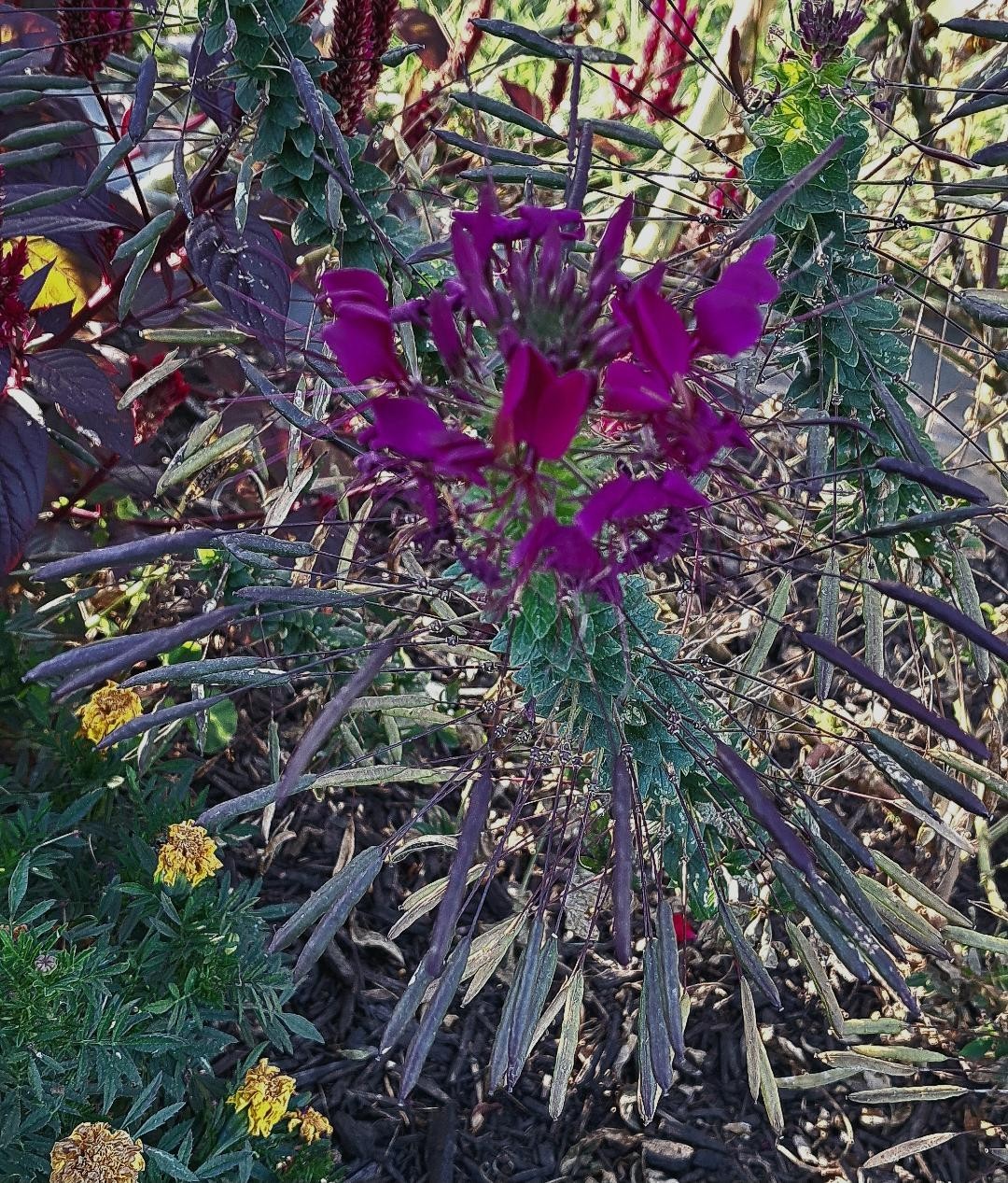 Very Dark Purple Spider Flower (Cleome) 15 Seeds – Comb. S/H