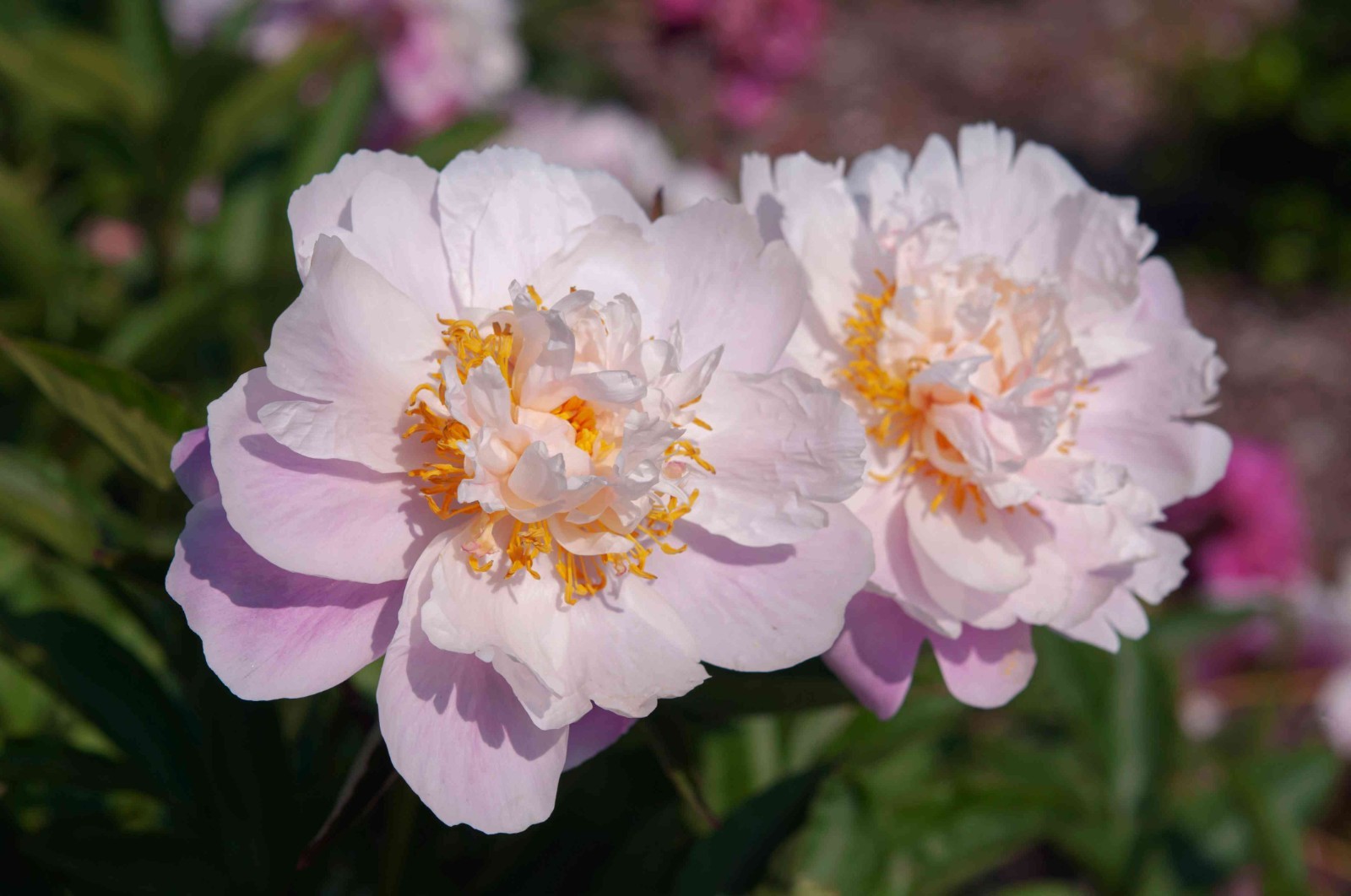 20pc PEONY SEEDS Garden Plant Flower bloom rare exotic USA seller FREE shipping