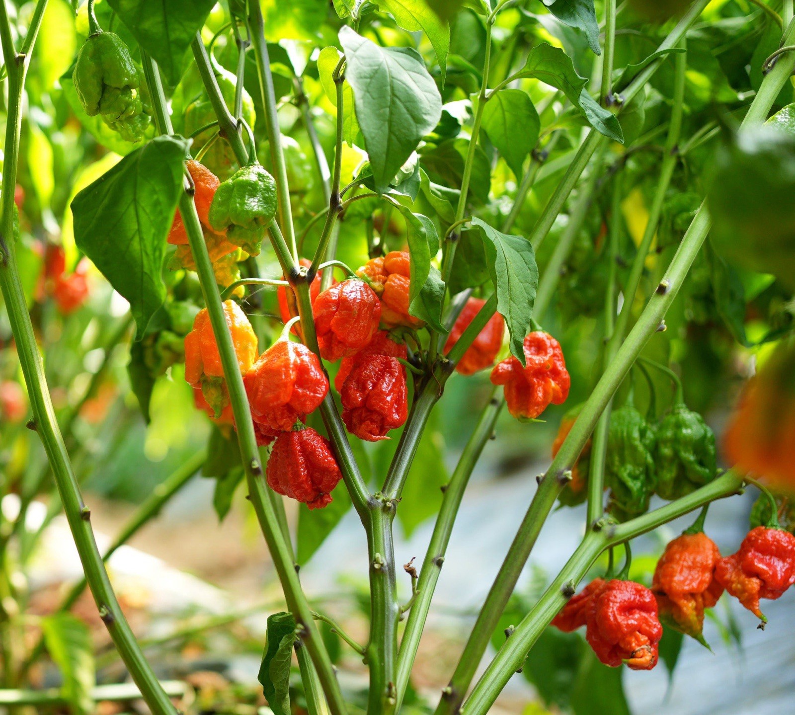 30+ Jumbo Carolina Reaper Trinidad Scorpion Seeds Extremely Hot Very Rare ￼