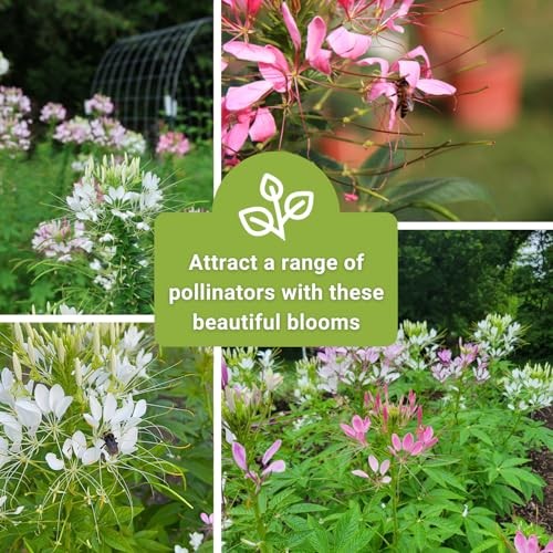 – Colour Fountain Cleome Seeds for Planting Outdoors – Spider Flower – Non 2
