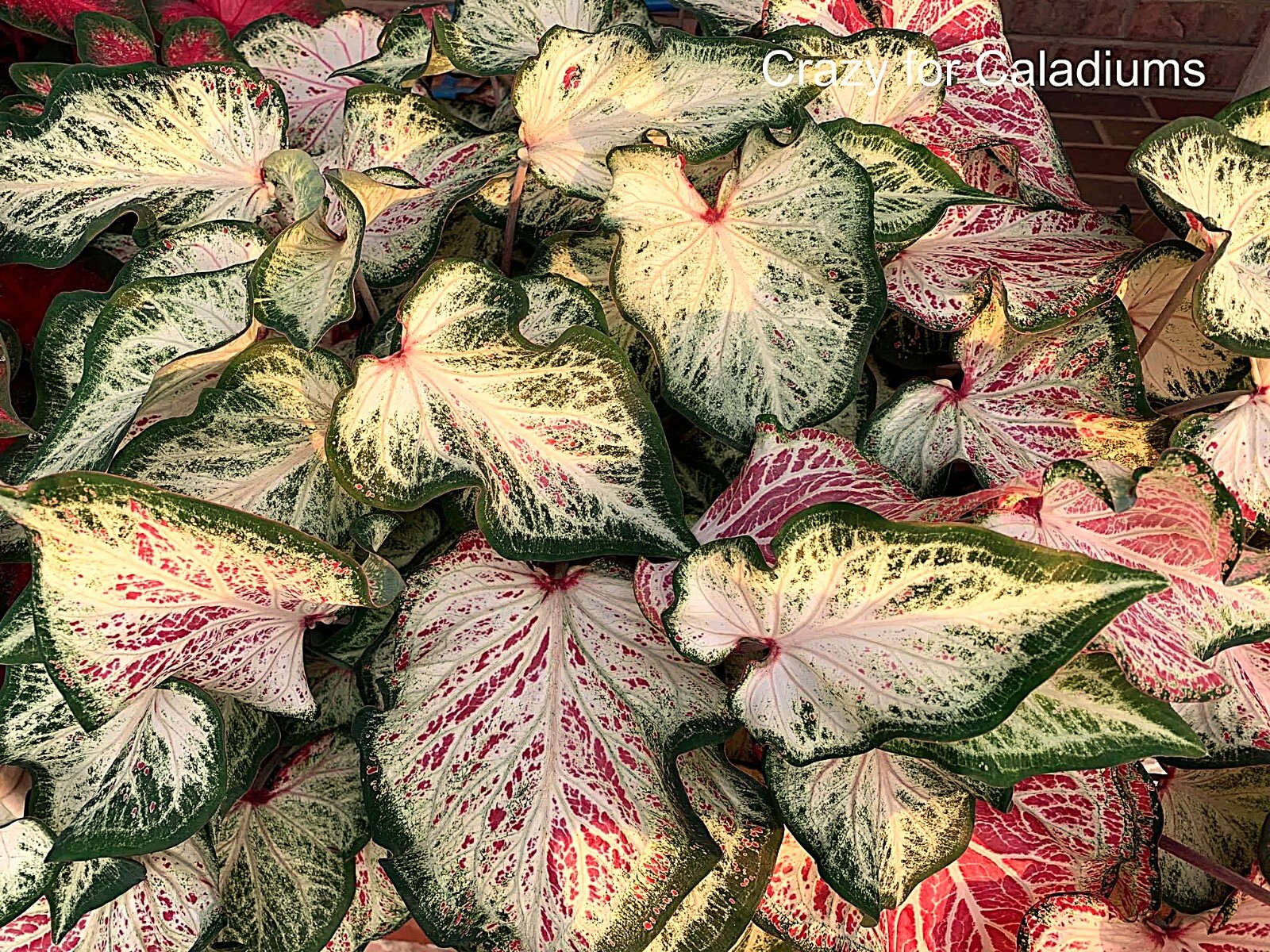 Caladium ‘Peppermint’ Size #2 (2 Bulbs)
