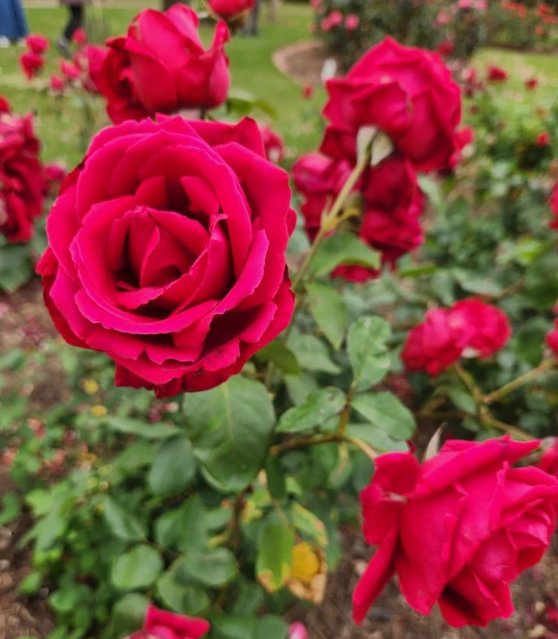 Crimson Glory Dark Velvety Red Climbing Rose Live Starter Plant 4-6″Tall No Pot