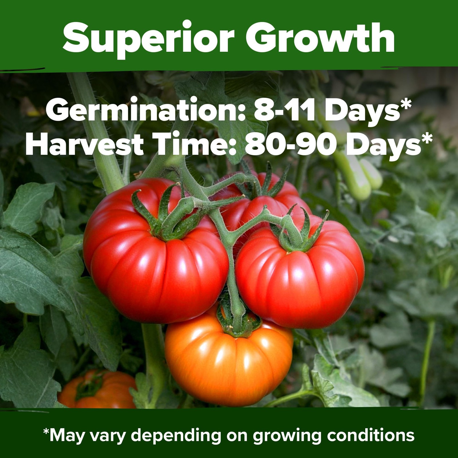 HOME GROWN Beefsteak Tomato Seeds 600+ Heirloom Non-GMO 2-Pack, Multi