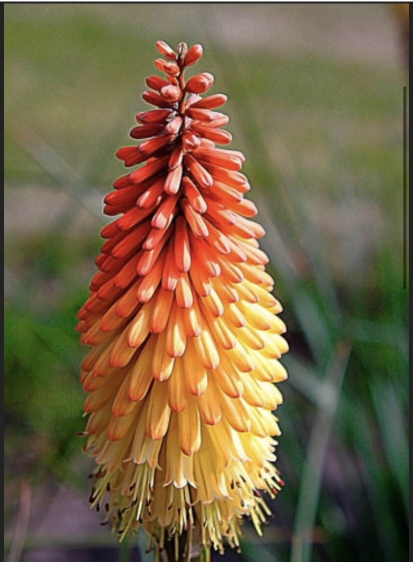 Red Hot Poker Seeds Kniphofia uvaria NJ USA See My Store For Largest Selection