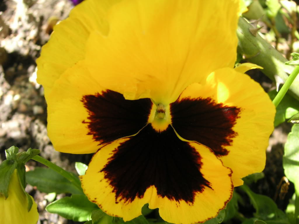 50 YELLOW & BROWN PANSY VIOLA Violet Flower Seeds *Flat S/H