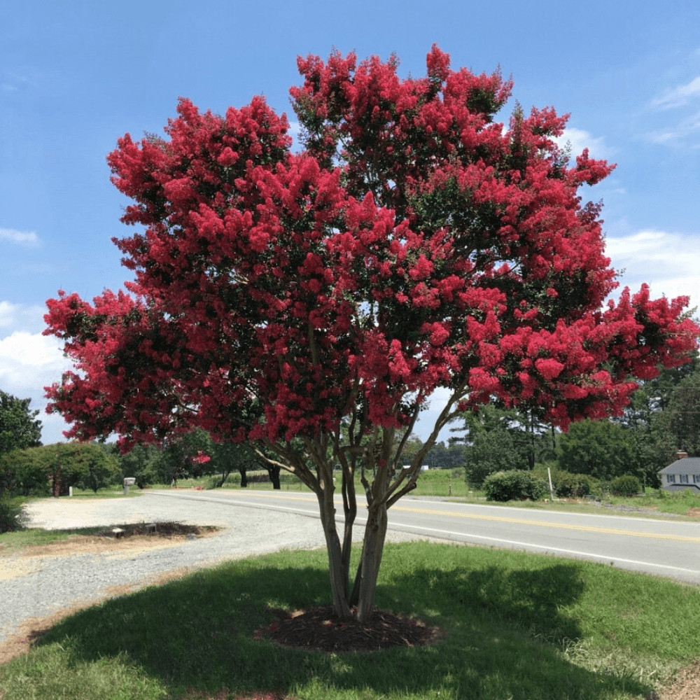 Arapahoe Crape Myrtle: Striking Wine-Red Flowers with a Hint of Purple and Dark