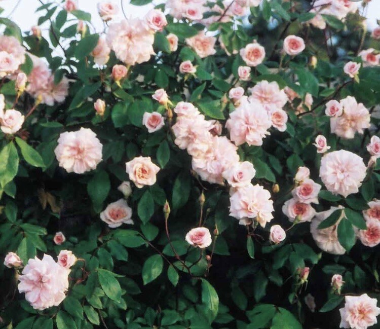 Cecile Brunner Rose Ten Premium unrooted Plant Cuttings USPS Shipping *Fragrant