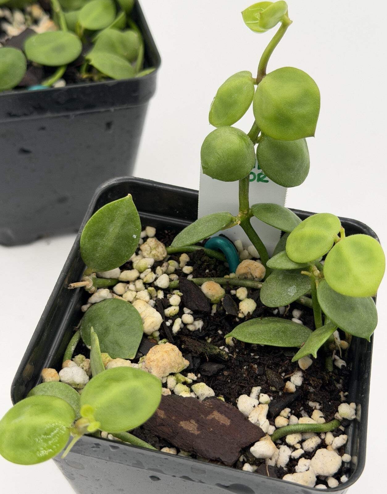 Dischidia major Rooted and growing! 3.5” Pot – Lots of Nodes!