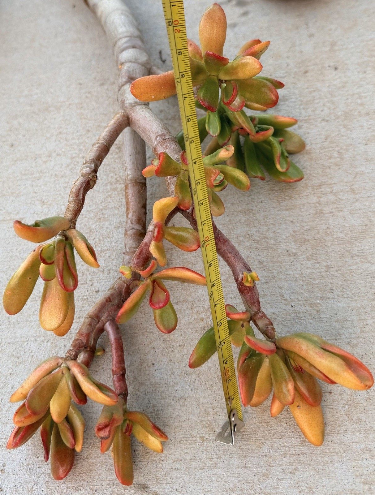 19” tall Crassula variegated ogre shrek Jade Plant Bare Root 1.25 thick stem red