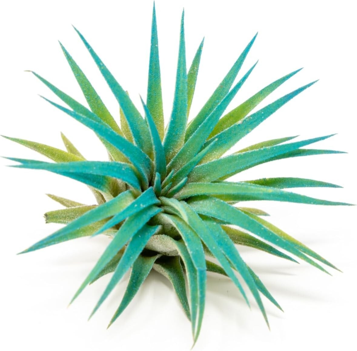 Teal Blue Tillandsia Air Plants – Colorful, Easy Care Live Home & Garden Decor