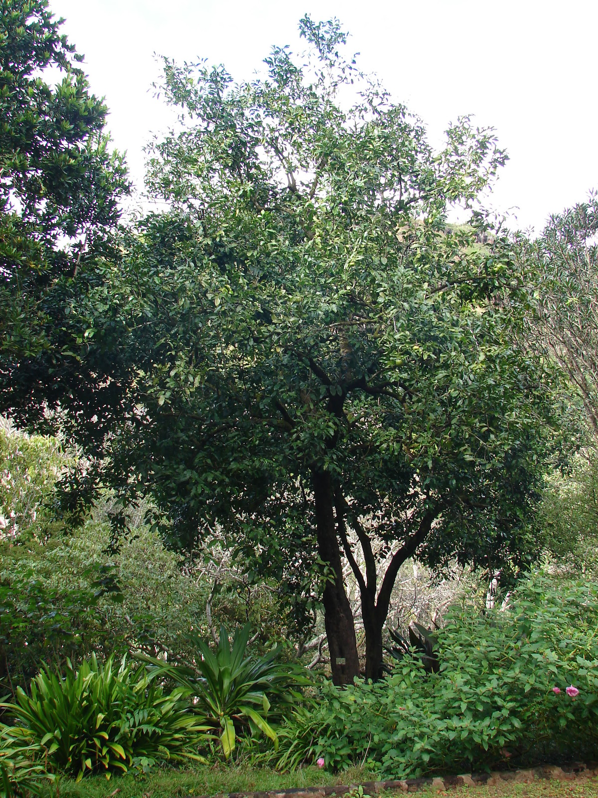 ~BLACK SAPOTE~ Diospyros digyna Chocolate Pudding Tree FRUIT TREE XXL 36-48+in