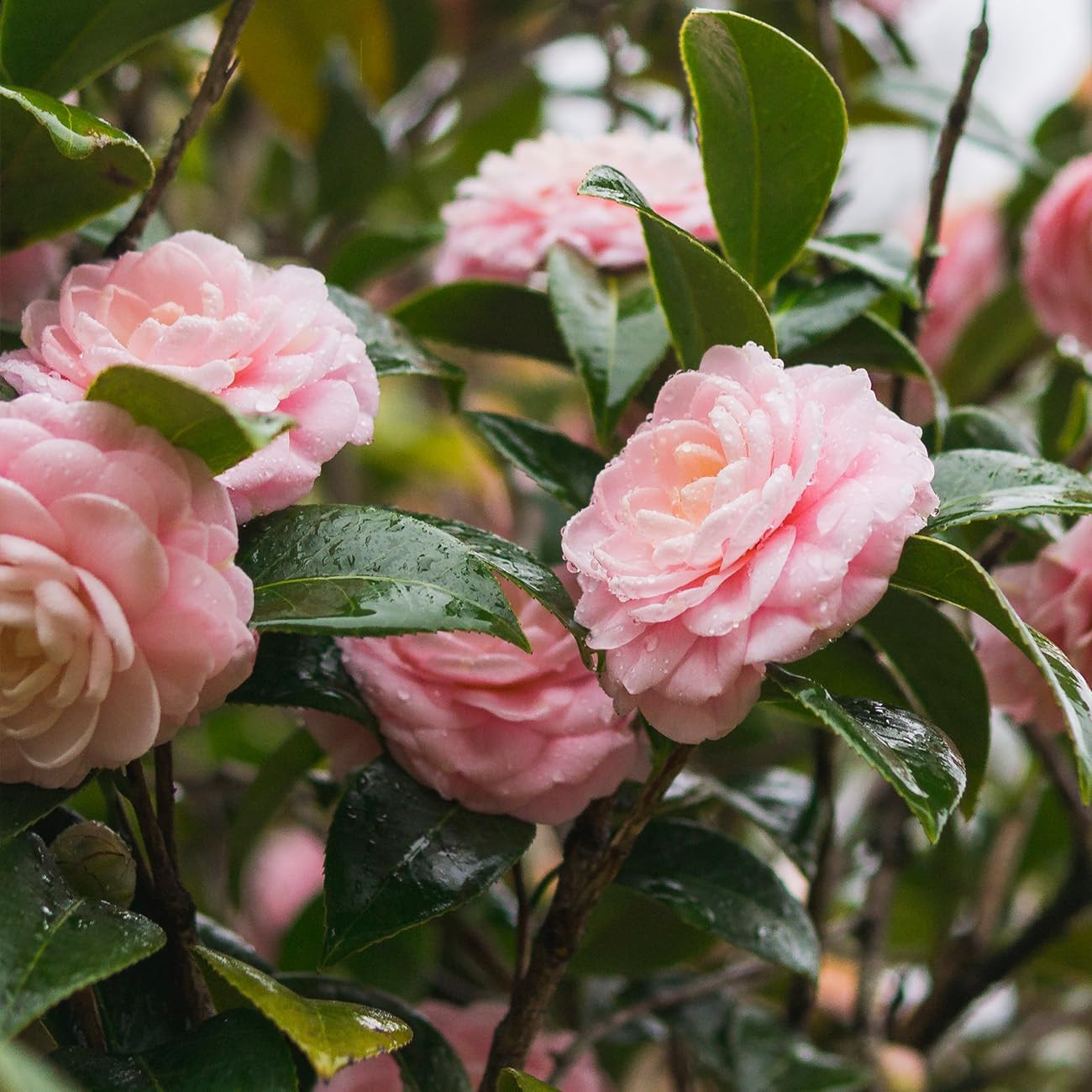 Perfect Plants Pink Perfection Camellia Bush 1 Gallon | Live Shrub for Outdoor P