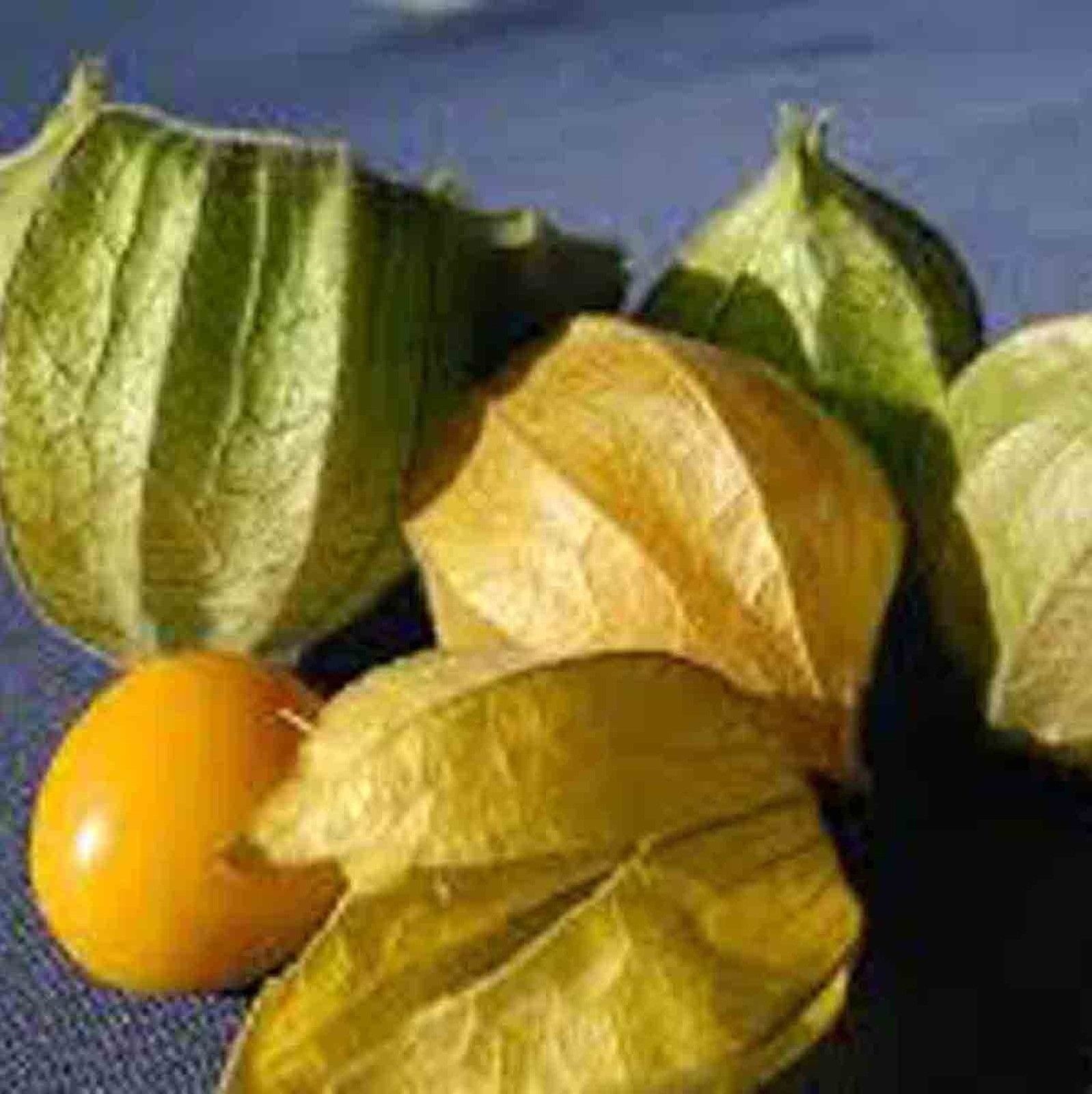 50+ CAPE GOOSEBERRY SEEDS RARE FRUIT SPRING GROUND CHERRY HEIRLOOM SWEET USA