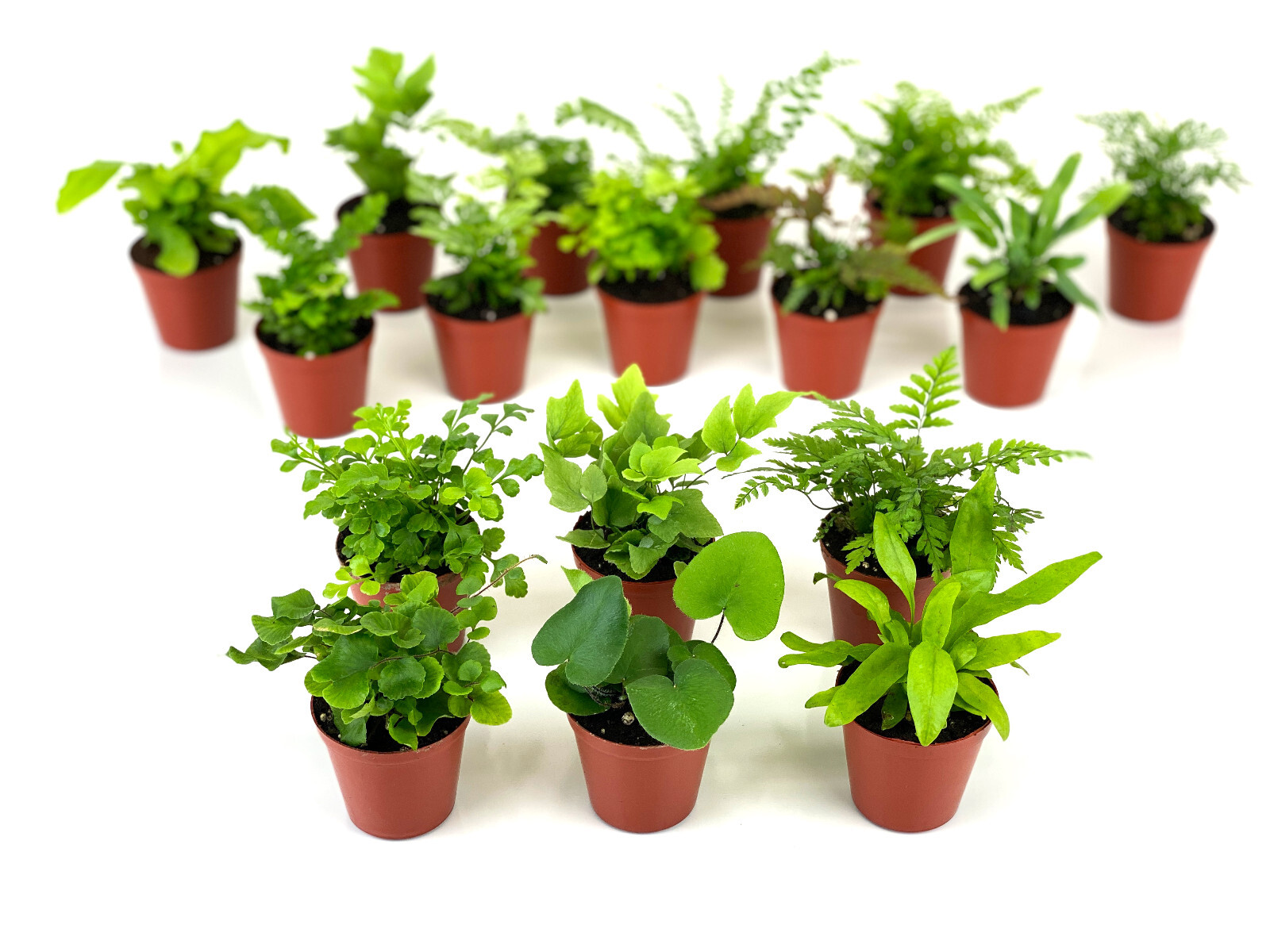 Mini Fern Plants (6 Plants) (2″ Pots) Terrariums Fairy Gardens (Assorted Plants)