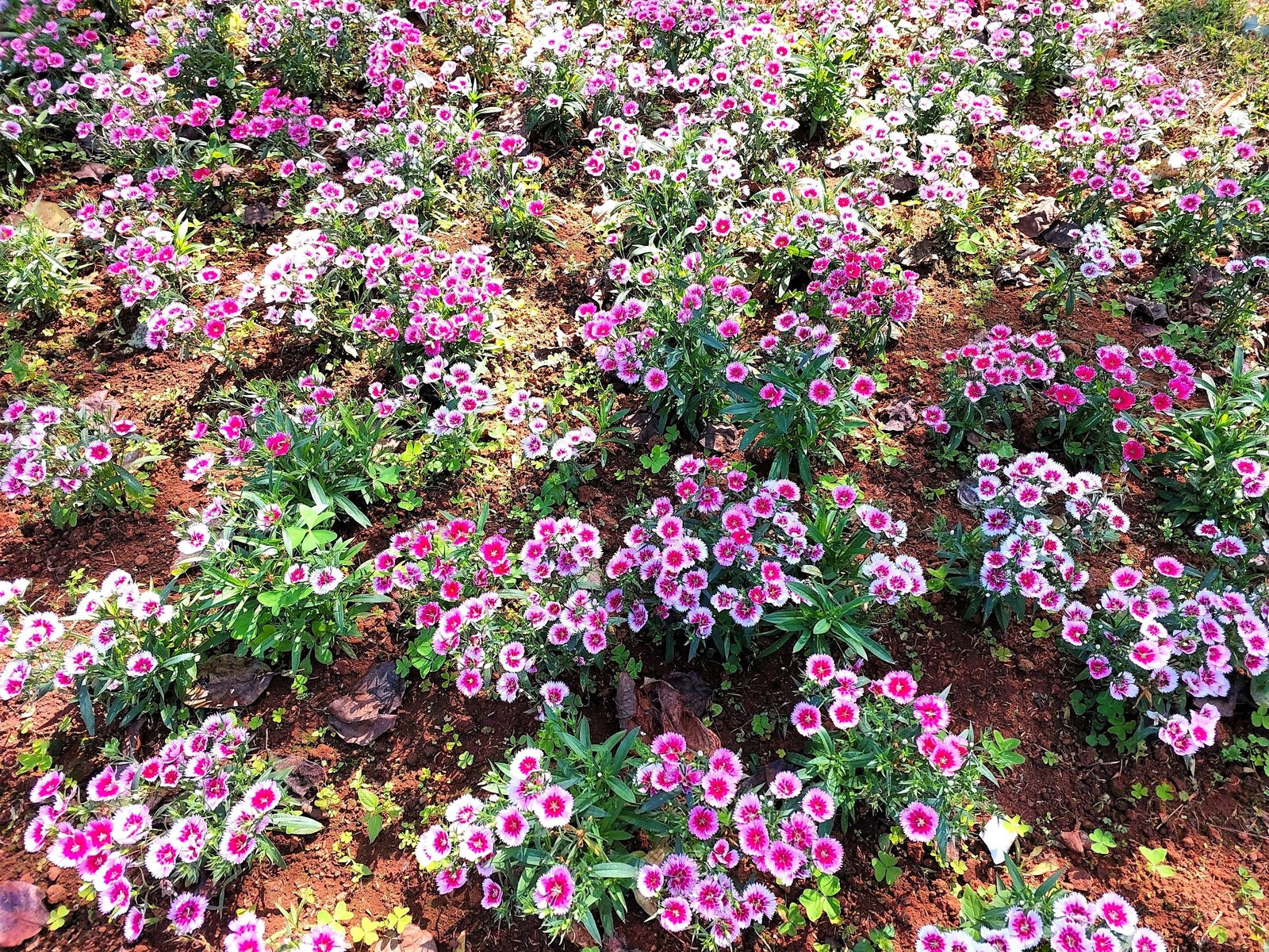 500 MIXED CHINESE PINKS China Rainbow Pink Dianthus Chinensis Bicolor Flower See