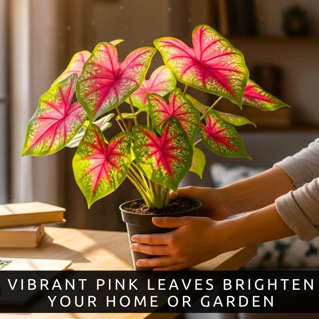 Pink Princess Caladium Bulbs for Planting – Beautiful Spotted Leafs Stand Out…