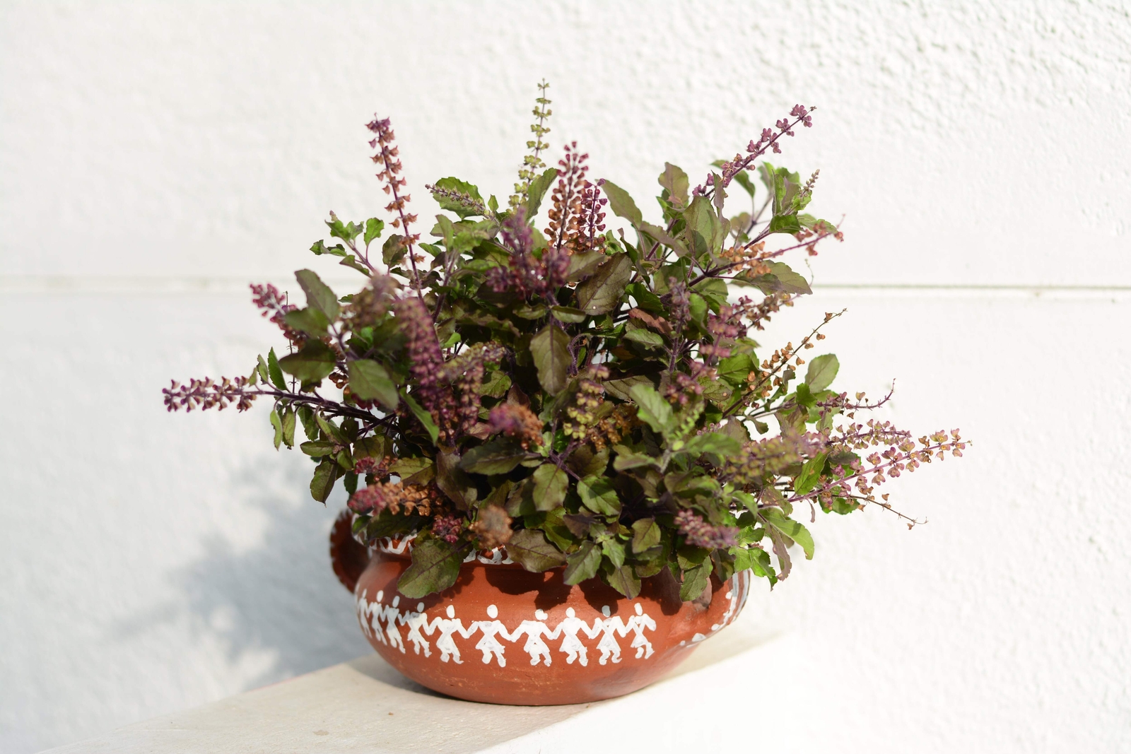 250 Green Tulsi HOLY BASIL Ocimum Sanctum Tenuiflorum Herb Flower Seeds *Flat SH