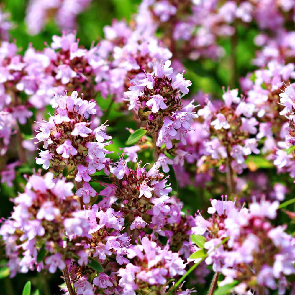 Creeping THYME Seeds BULK Thymus Serpyllum Groundcover Heirloom Native Herb LOT