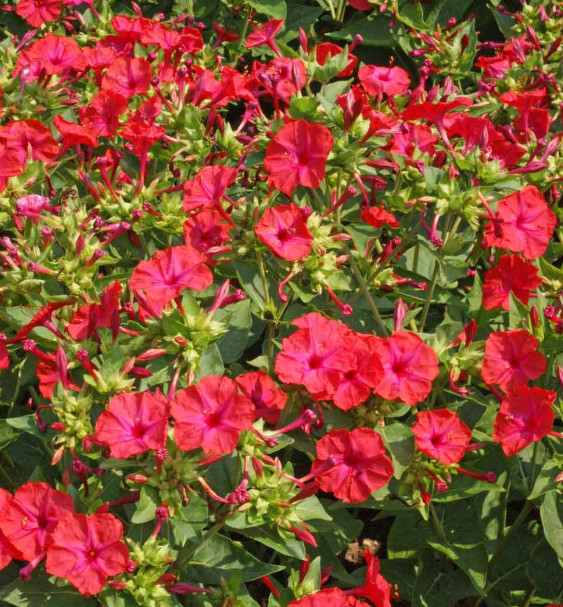 Four O’Clock HUMMINGBIRD RED Mirabilis jalapa Night Blooms Non-GMO 25 Seeds!