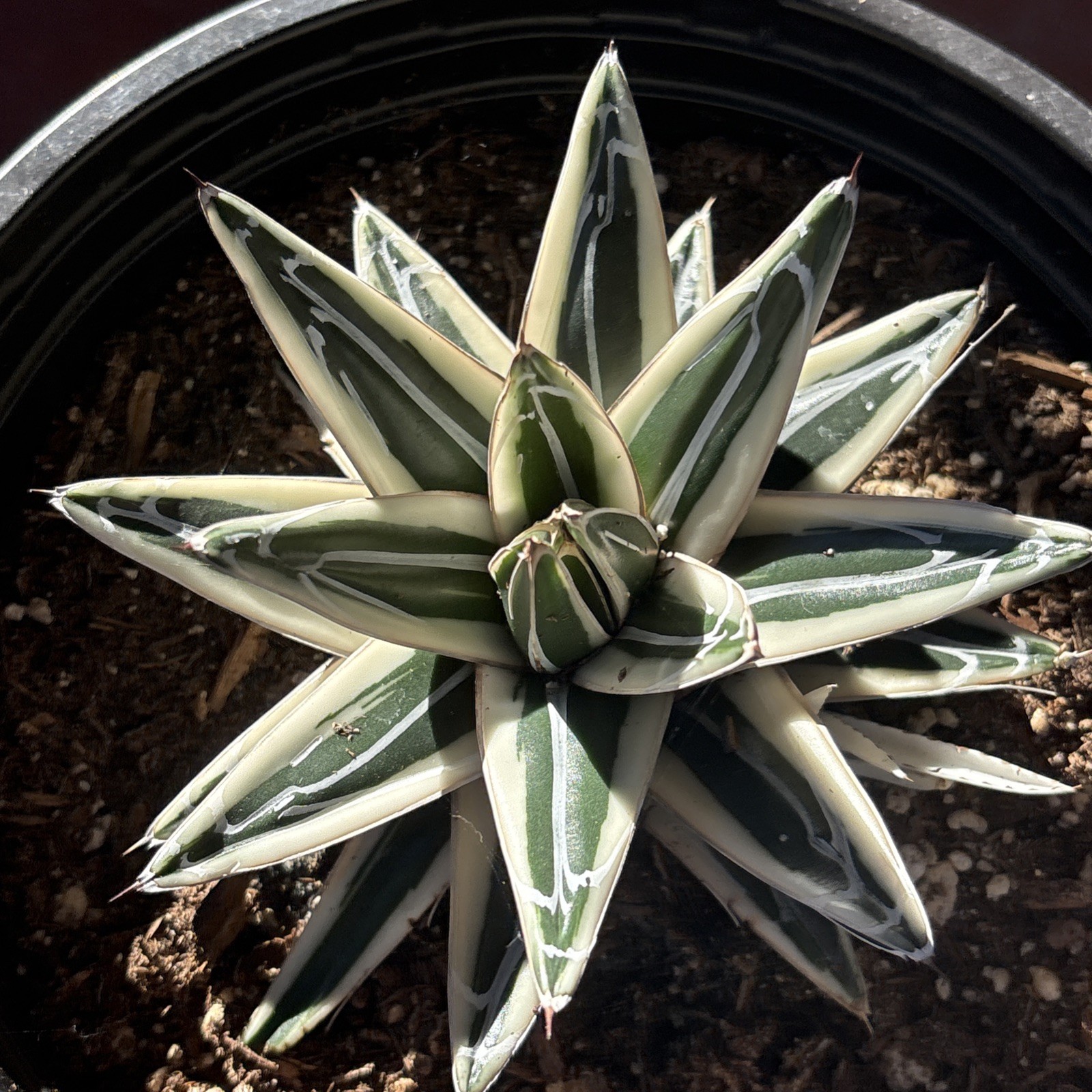 Agave White Rhino (Agave Victoriae Reginae ) ‘Albomarginata’ 8 in pot