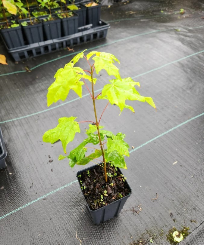 Set 2 Sugar Maple Trees – 6-12″ Tall – 4″ Pot – Deciduous Tree for Landscape