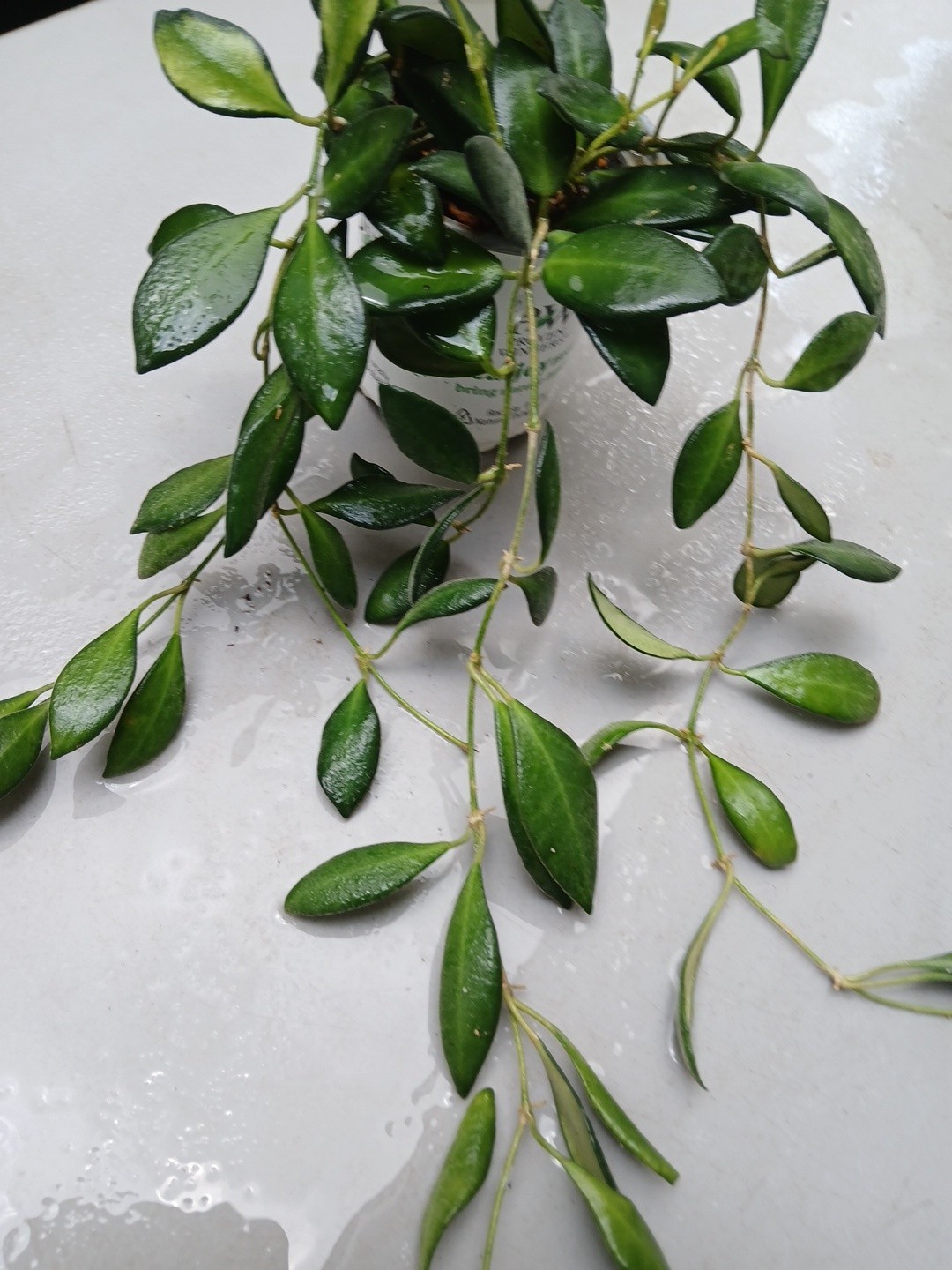 #124- HOYA BURTONIAE VARIEGATED LIVE PLANTS, FULL POT PLANTS,
