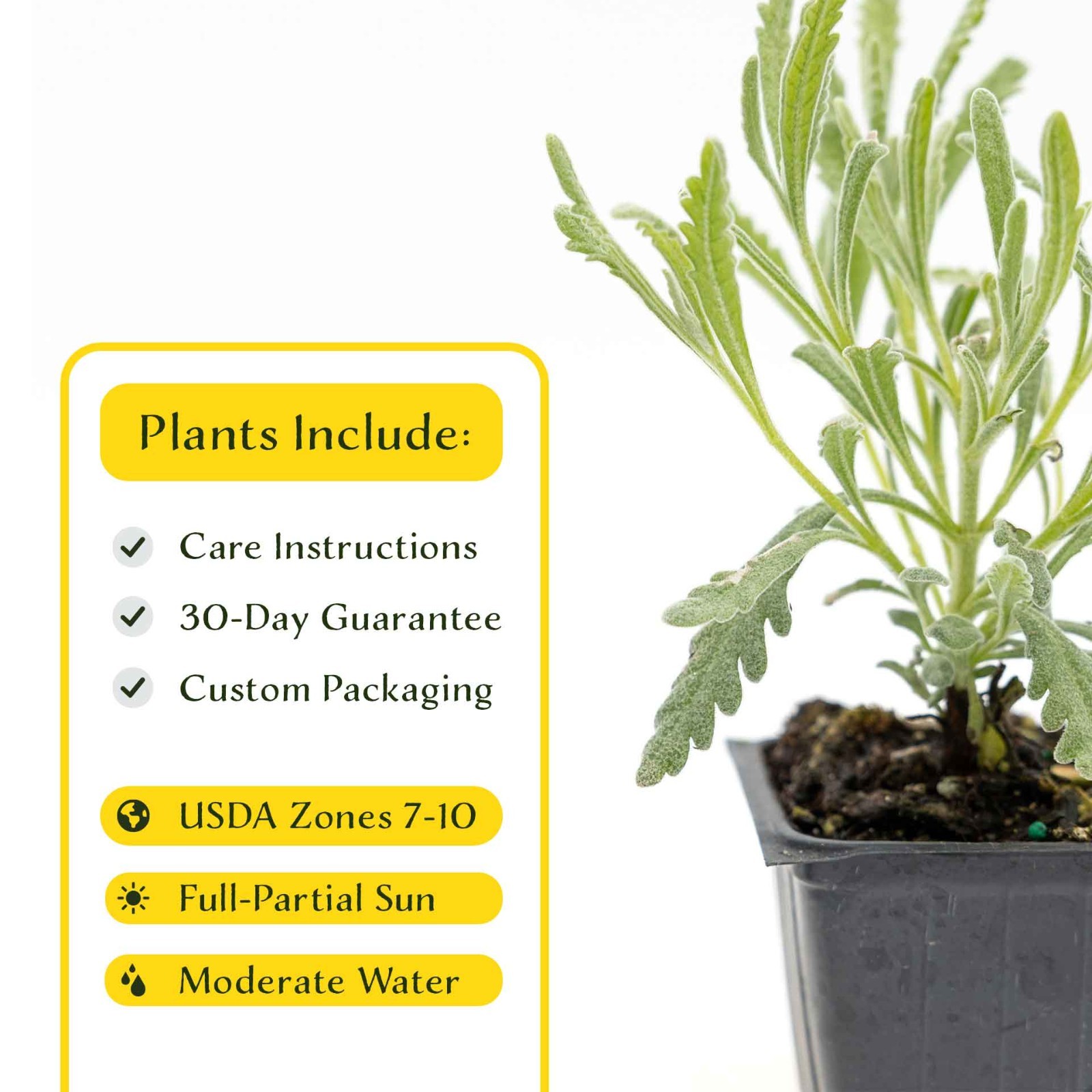 2 Goodwin Creek Lavender Plants in 3.5″ Cubes, Live Fragrant Herb (Lavandula)