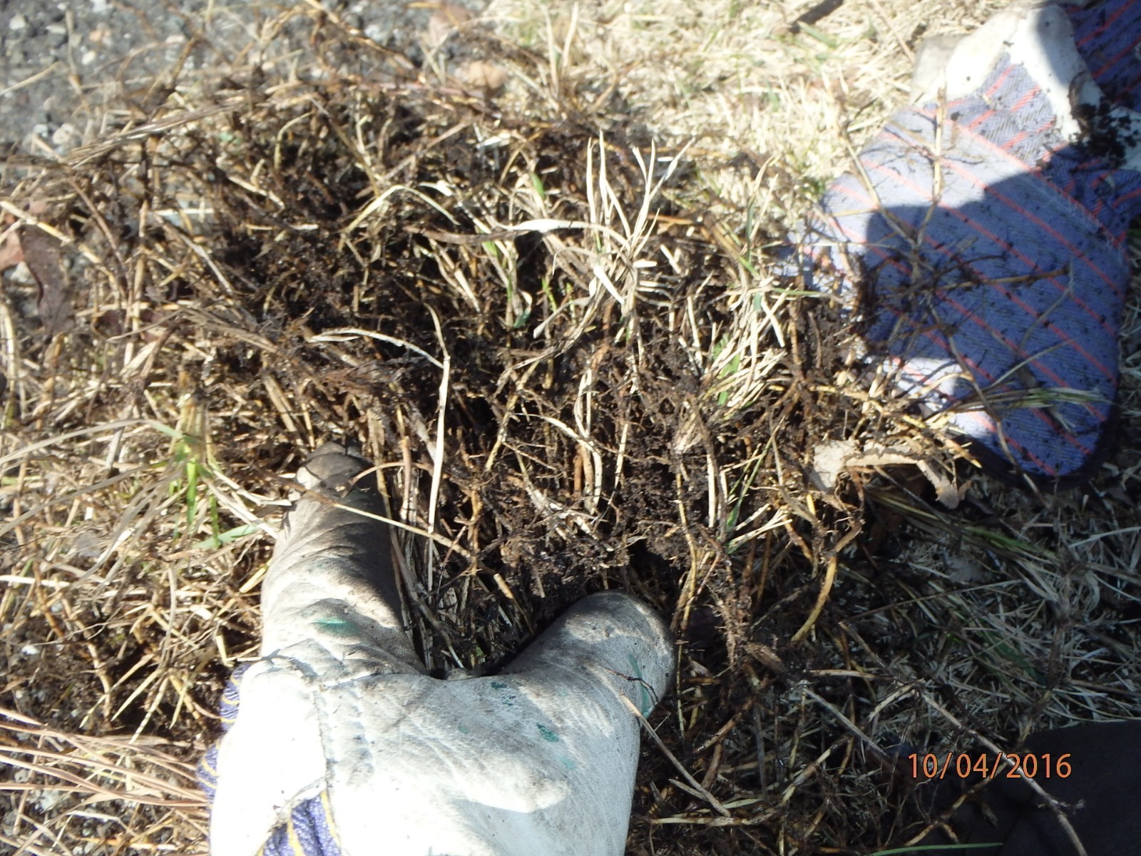Dormant Zoysia grass handfull of rhizomes/stolones good for 10-15 plugs or more