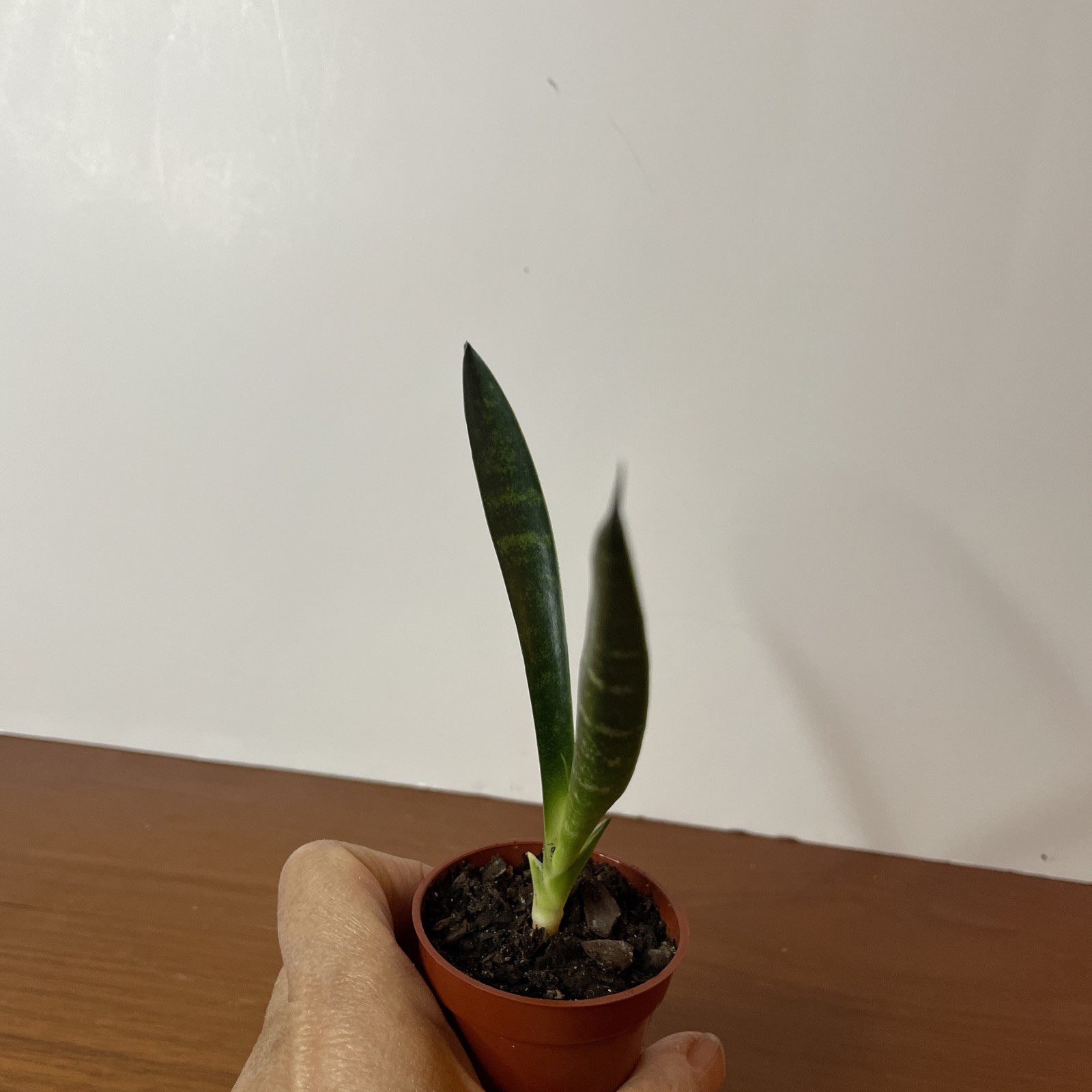 Snake Plant Sansevieria Fernwood Mikado Live Plant Houseplant easy care 6”
