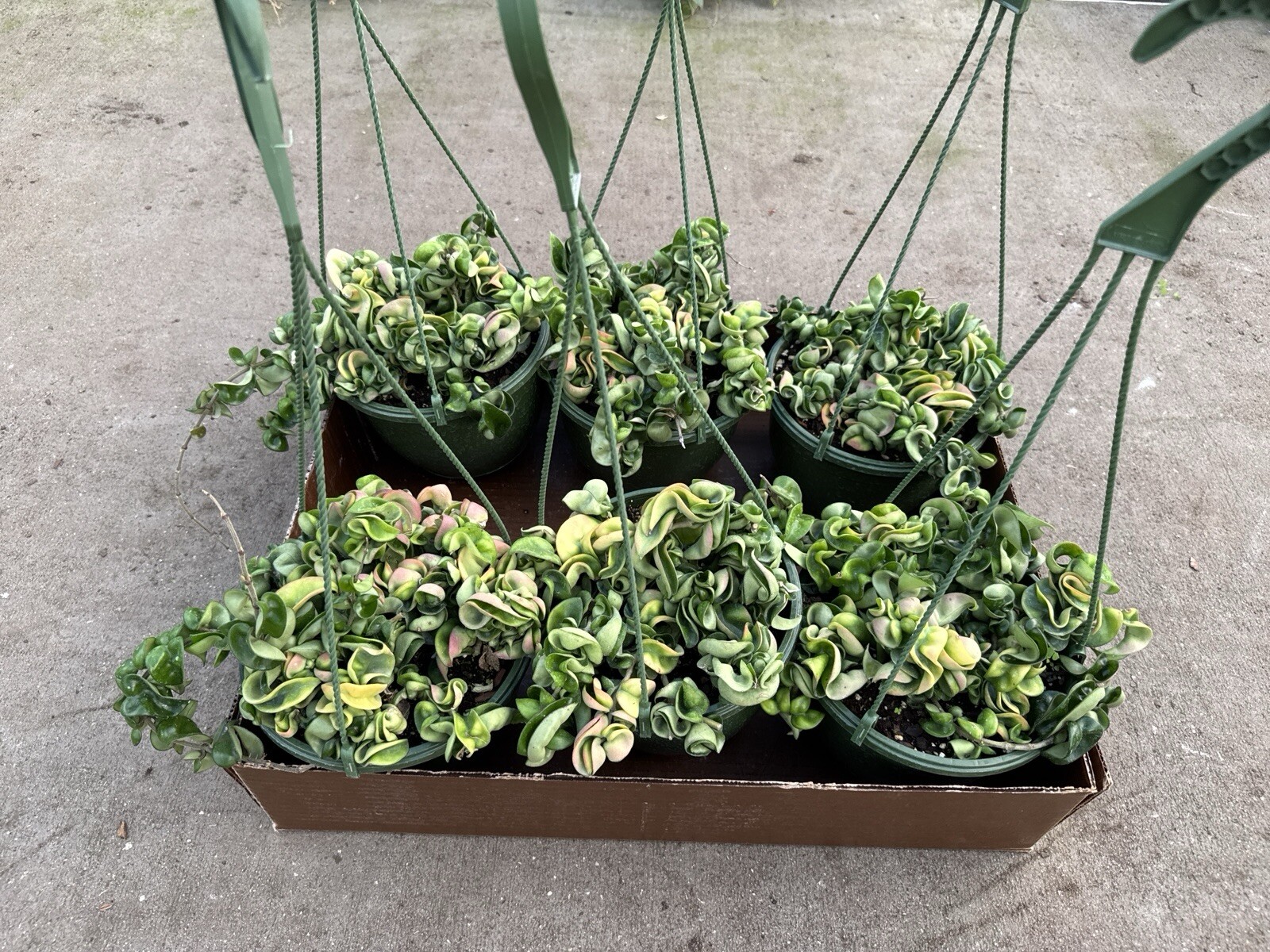 8” Hoya Rope – Hoya Compacta – Hindu Rope – Hoya Carnosa