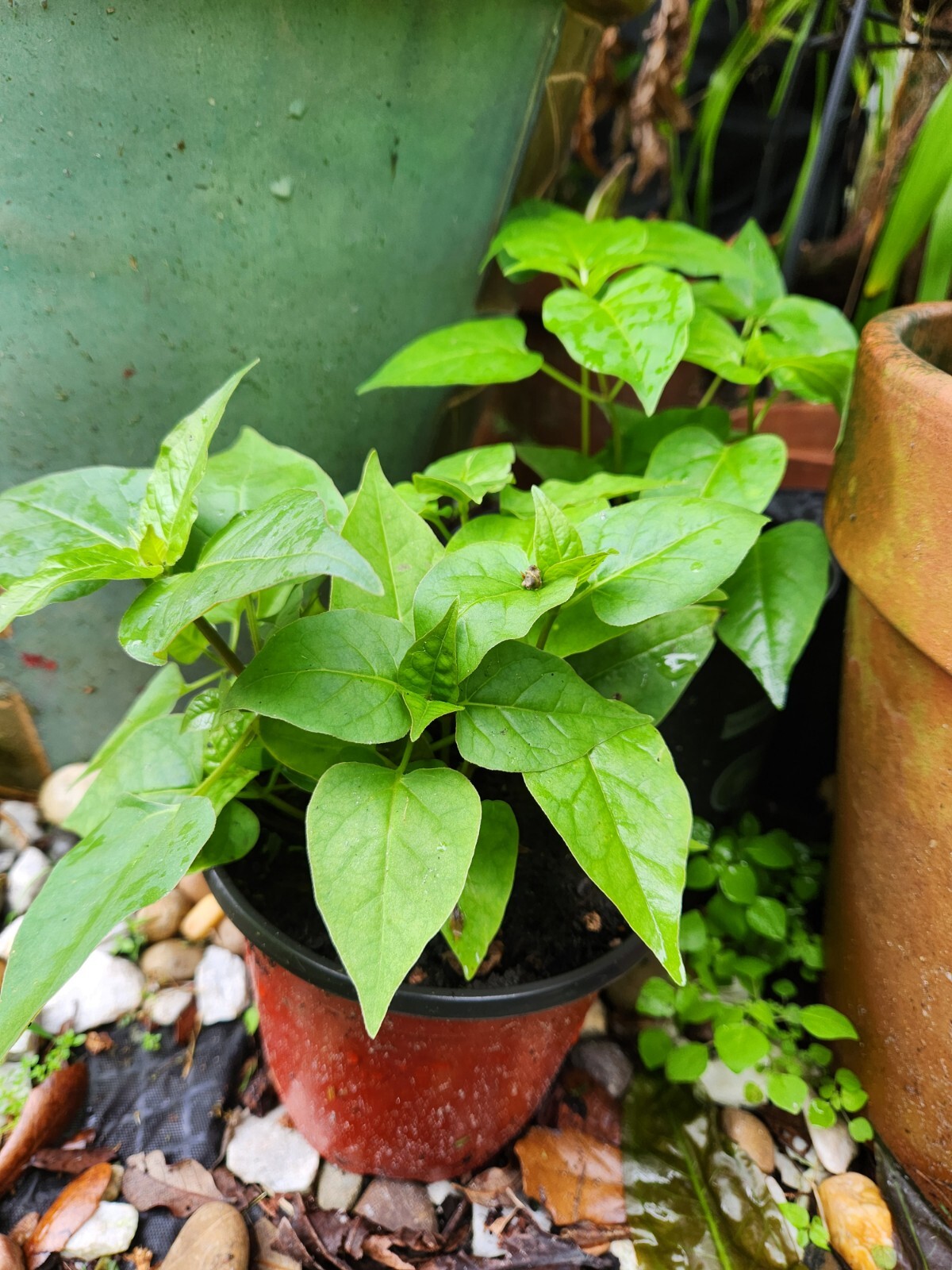 4 O’clock Live Plant, Mirabilis Jalapa Marvel of Peru, perennial!