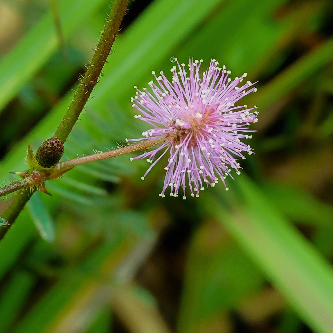 Fresh Sensitive Plant Seeds | Mimosa Pudica | Heirloom Non-GMO | Flowers