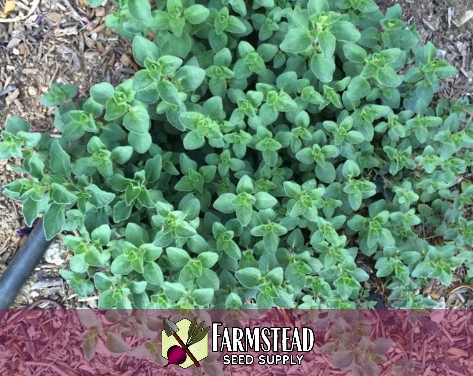 5250+ Italian Oregano Seeds, Herb Gardening Seed Packet, Free Shipping USA