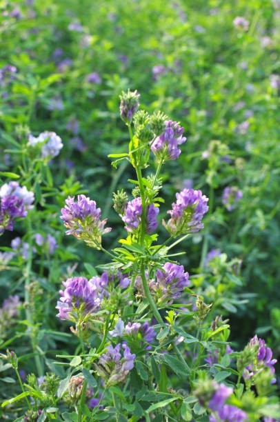 16 Oz Alfalfa Seeds (Medicago Sativa)
