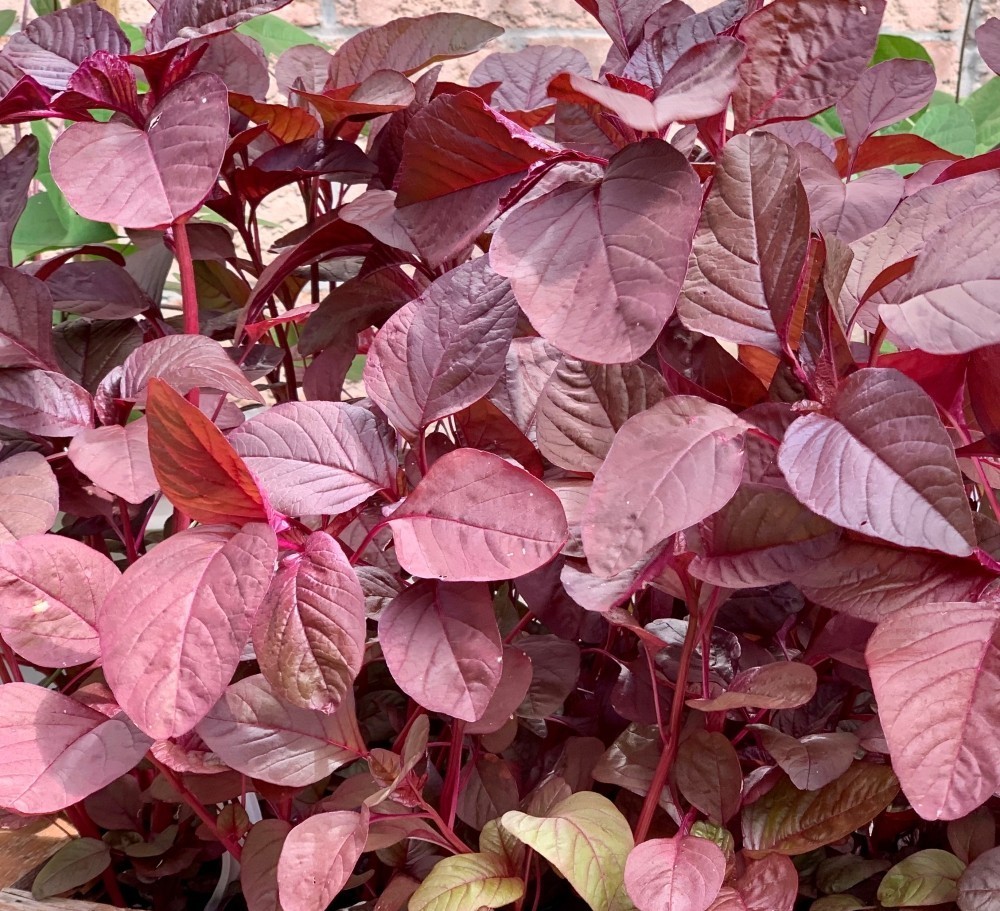 Red Amaranth (Lal Shak) 10,000 Seeds for Planting ( 10 Grams ) লাল শাক