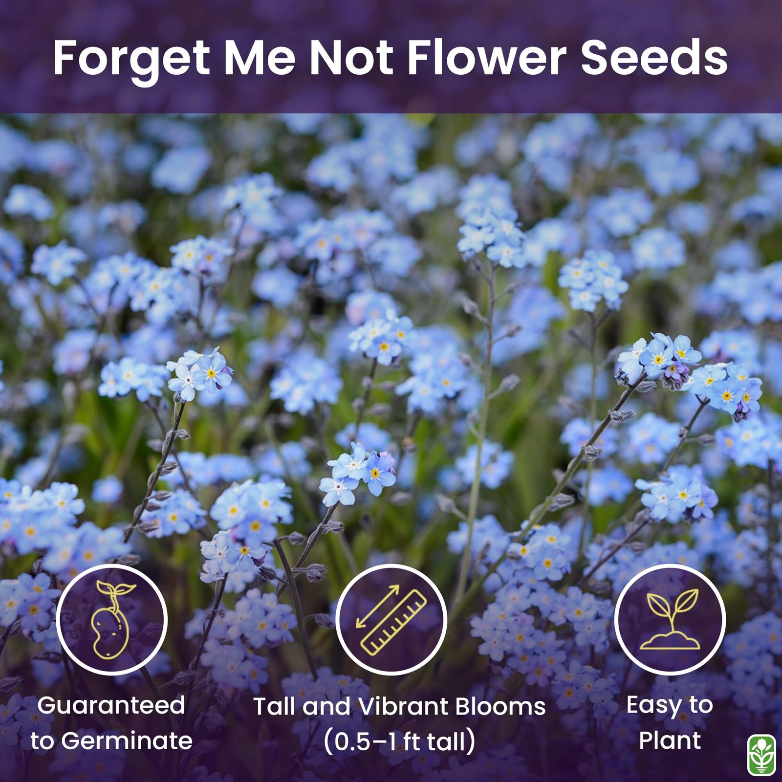 Forget Me Not Seeds 500 Flower Seeds Perennial Ground Cover for Tulips and …