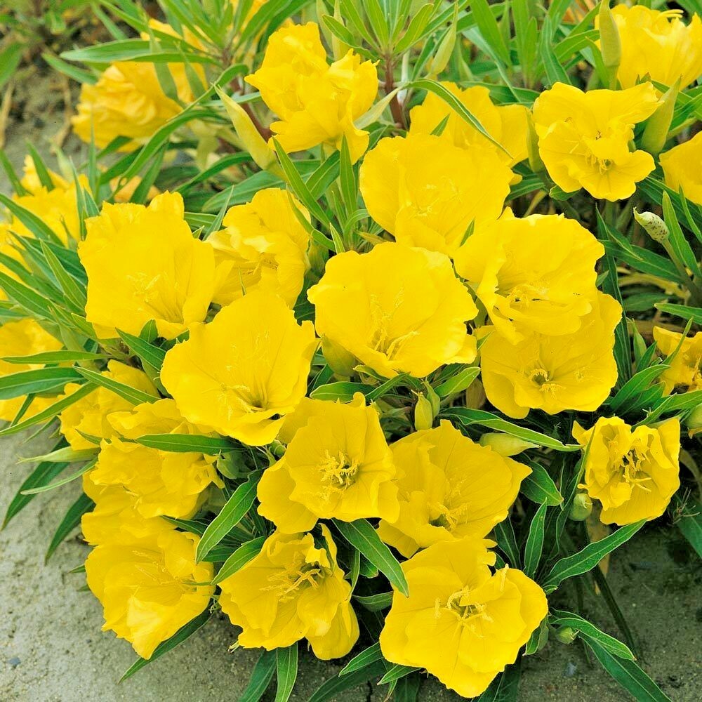 201+Dwarf MISSOURI EVENING PRIMROSE Flower Seeds Drought Groundcover Container