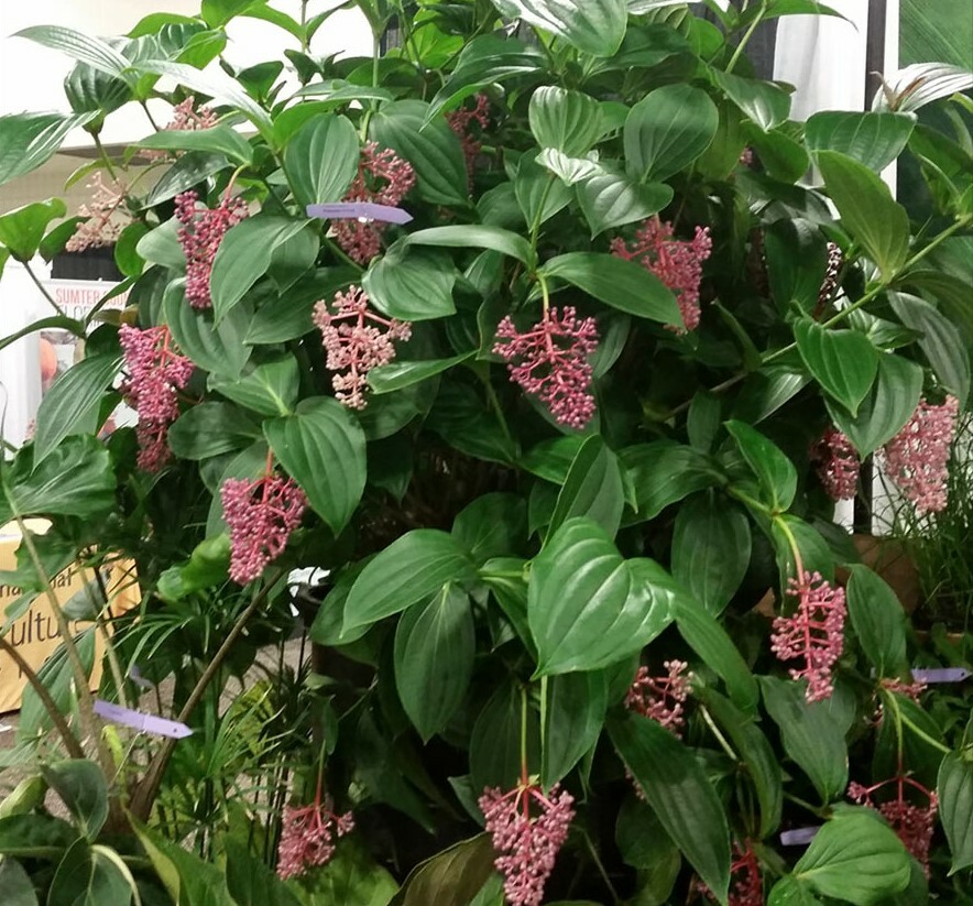 Medinilla Myriantha “Malaysian Orchid” Live Flowering Plant AKA Malaysian Grapes