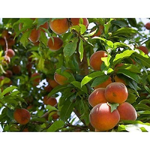 5 Peach Tree Seeds Dwarf Loring NEMAGUARD (Prunus persica) Fast Hardy Fruit #28