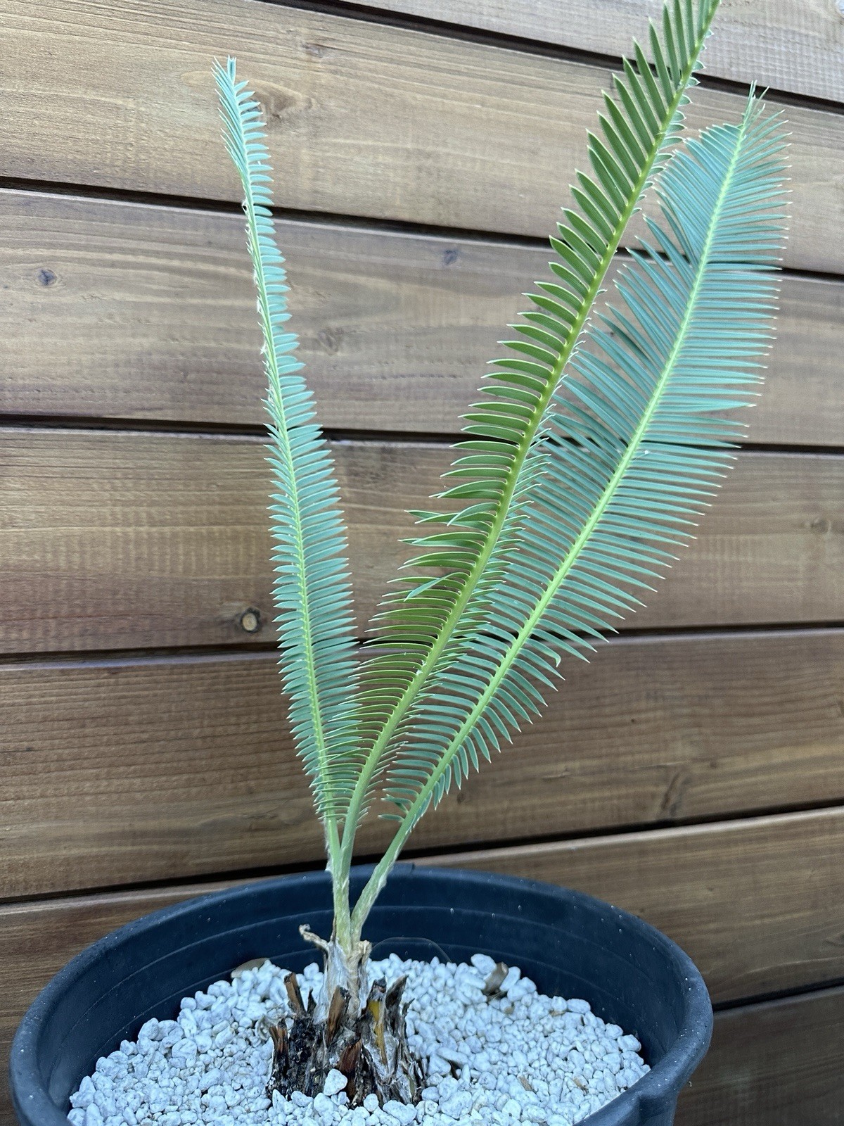 Dioon edule 3” Caudex – Hardy Mexican Cycad with Graceful Leaflets – Live Plant